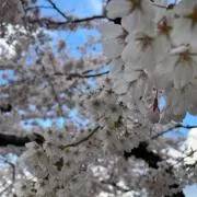 ミント