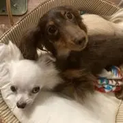 かんみーままの画像