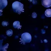 nana 【断捨離中】の画像