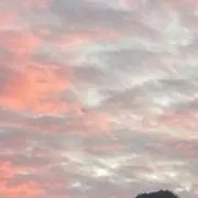 イロイロの画像