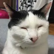 ひまわりの画像