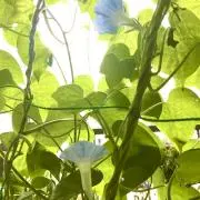 yhhyonhyonの画像