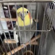 ＊花雑貨＊ドレミちゃん♪の画像