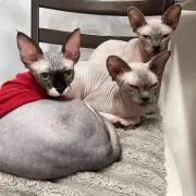 ママの画像