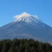 こむぎの画像