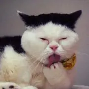 ネコ山