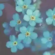 sakuraの画像