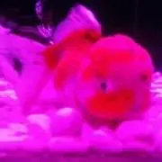 Mikiの画像