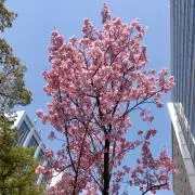 うどんこの画像
