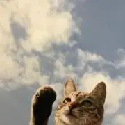 ノちゃ