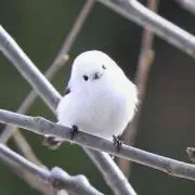 たんそにー
