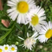 まるこの画像