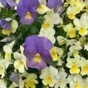 new♪の画像
