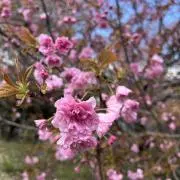 morimonの画像