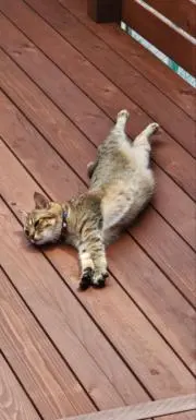 タロちゃんの画像