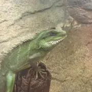 ちぃーの画像