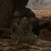 みるの画像