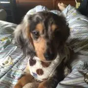 パシャ