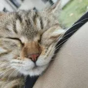 ZYY