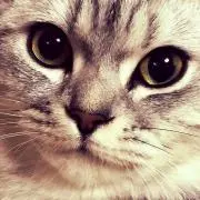 ようこ
