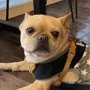 あひるの画像