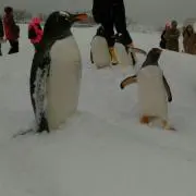 さむきちの画像