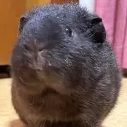 ヒナの画像