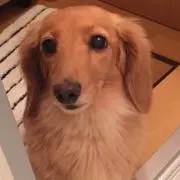 くまやんの画像