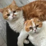 ねこ庵　♥️コーディネート写真館♥️の画像