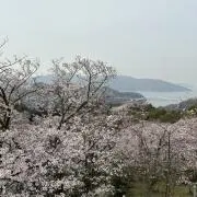 いよかんの画像