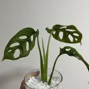 misaの画像