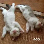 acoの画像
