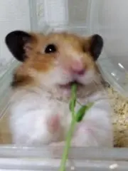 ビックキナコの画像