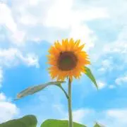 たろうの画像