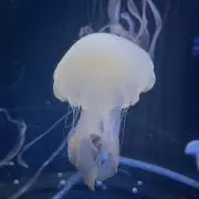 えのきちの画像