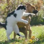 犬パーンの画像