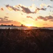 にわとり