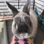 こころの画像