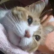 にゃん