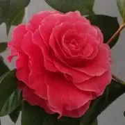 Image of YoYo