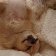 いちごの画像