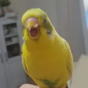 Mana☆