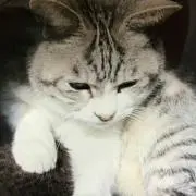 だいふくの画像