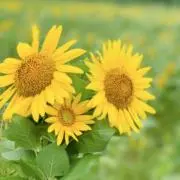 とまと【匿名配送】の画像
