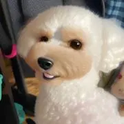モフモフ✴︎プロフィールご確認くださいの画像