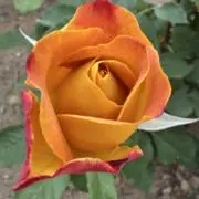 アップルパイの画像