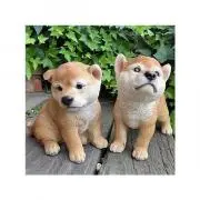わんこの画像