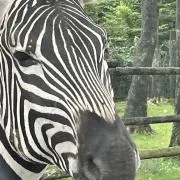 ゆいの画像
