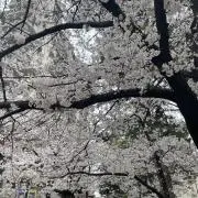 Miiaの画像