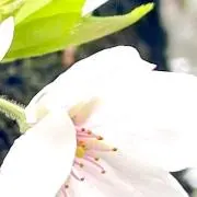 こちの画像